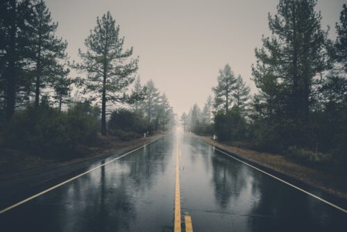 road between pine trees